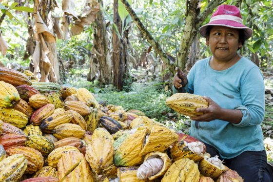 EL CEIBO: Ein bolivianischer Kakao-Kleinbauernverband der Superlative