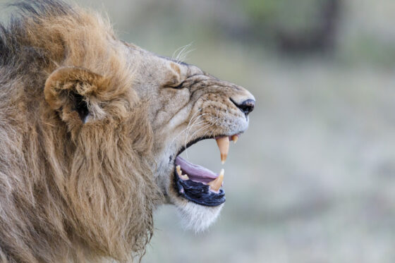 Maasai Mara: Tierschutz, Menschenrechte und Tourismus