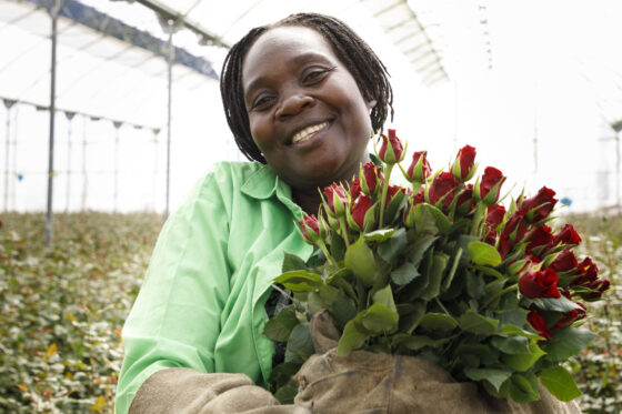 Fairtrade-Rosen: Mit gutem Gewissen die Mami beschenken