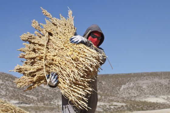 Quinoa: Höhenflug eines Wunderkorns