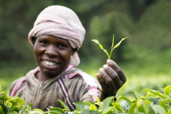 Kräftig, dunkel, fair: Tansanischer Tee